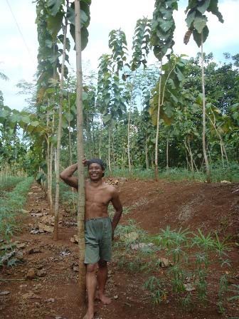 Pak Cipto with his Teak Trees