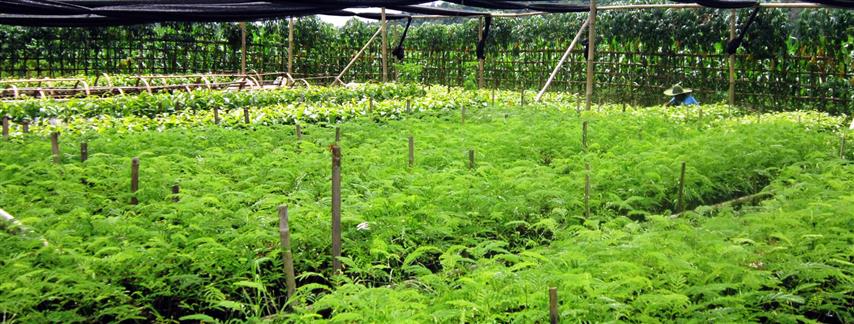 3 months on, the progress is clear to be seen, with the young saplings obviously flourishing in their shady, ideal environment.