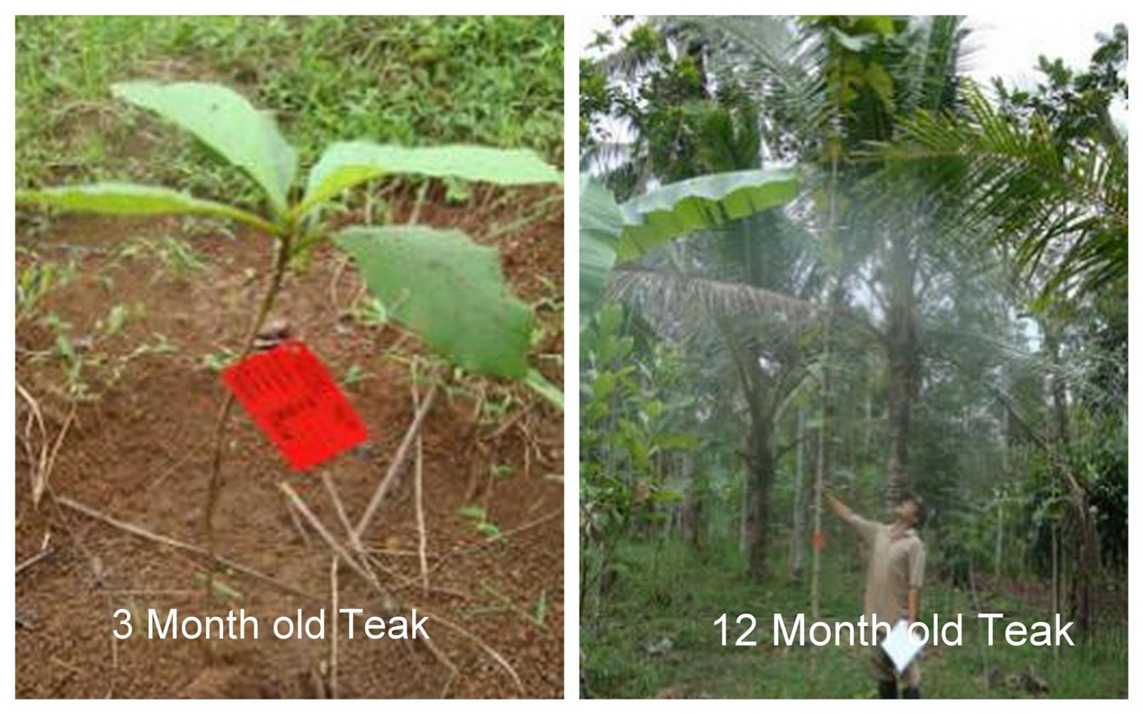 Teak Trees